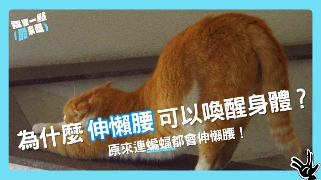 為什麼伸懶腰可以喚醒身體?原來超多動物都會做這個療癒動作!|酷東西EP38 9
