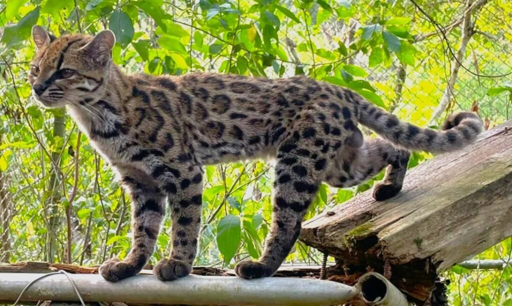 Leopardus Tilcayo 5x3 Cropped 1024x613