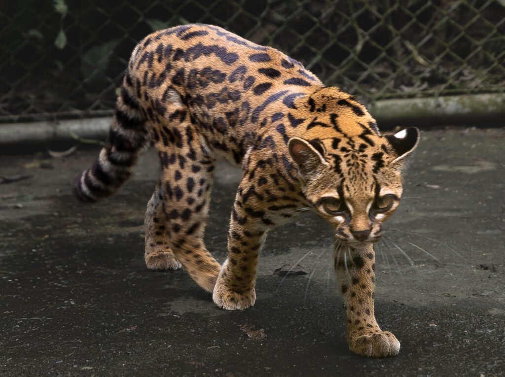 Margay Tiger Cat Full Body Cropped 1024x765